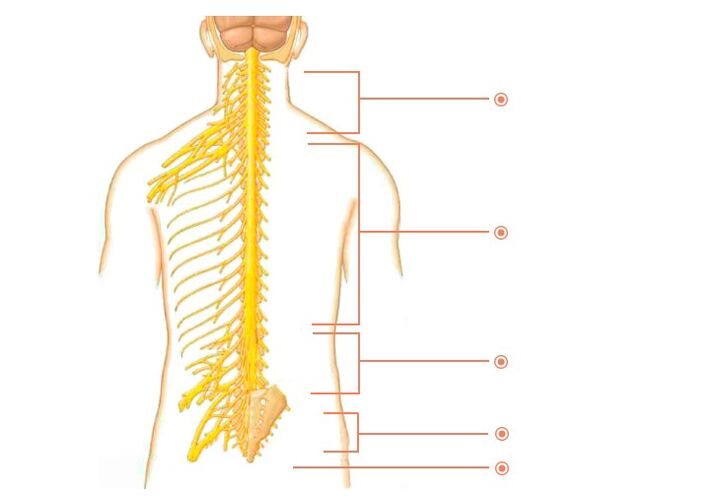 nerfs spinaux